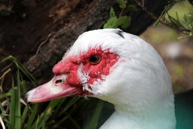 星培养和管 星培养和管